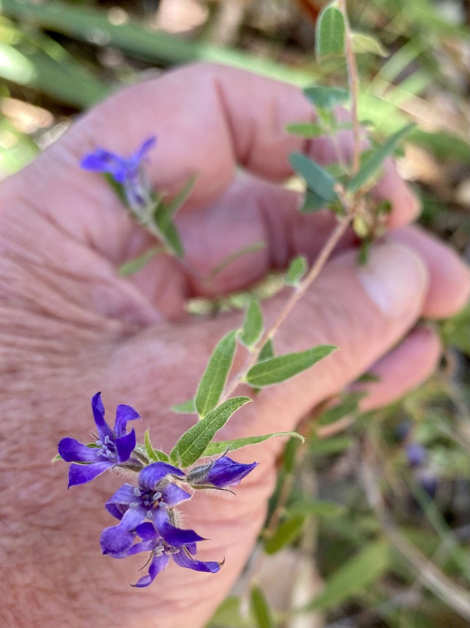 Imagem de Billardiera variifolia DC.