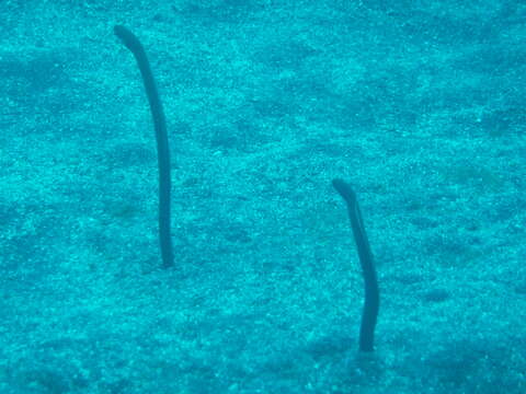 Image of Brown Garden Eel