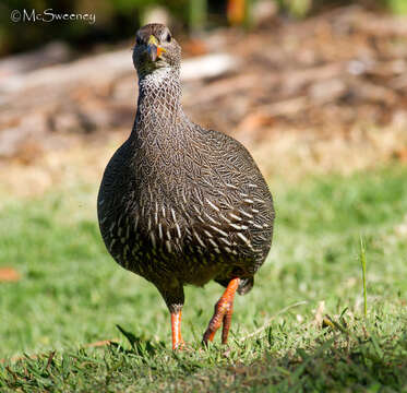 Image of Cape Francolin