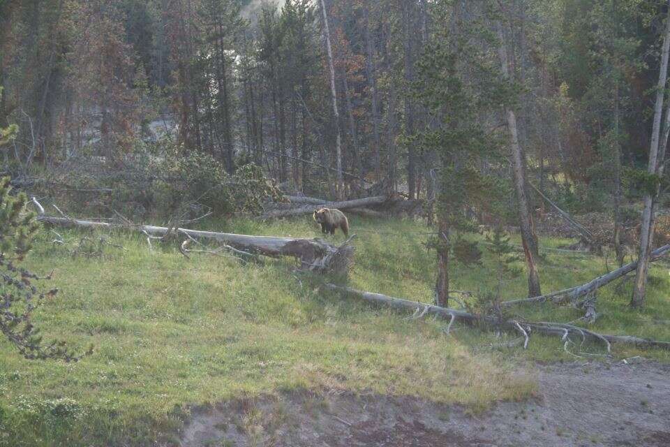 Image of grizzly bear