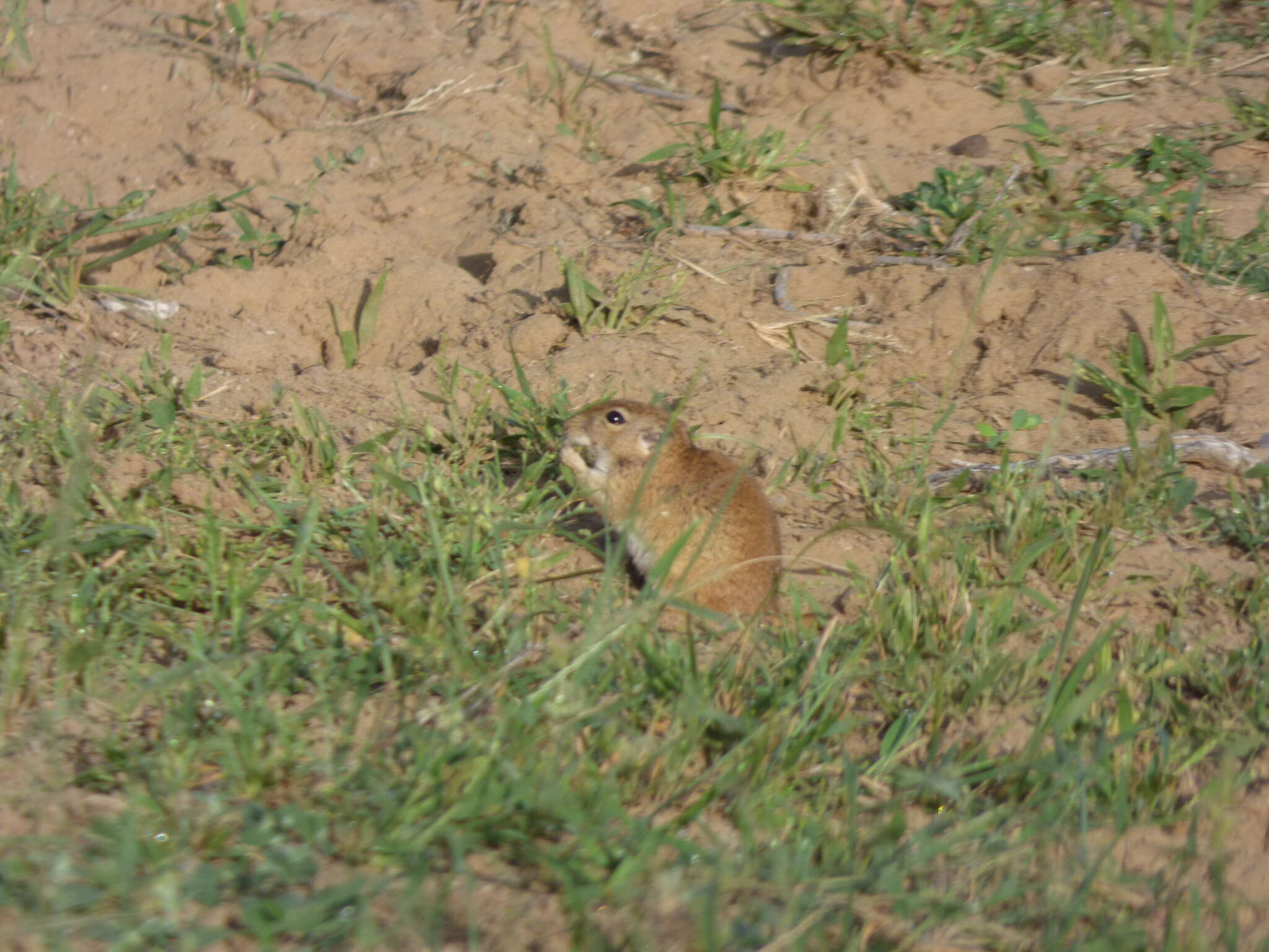 Image of Indian Desert Gerbil