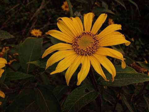 Image of Tithonia longiradiata (Bertol.) Blake