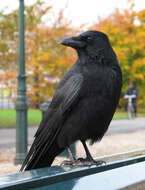 Image of Carrion Crow