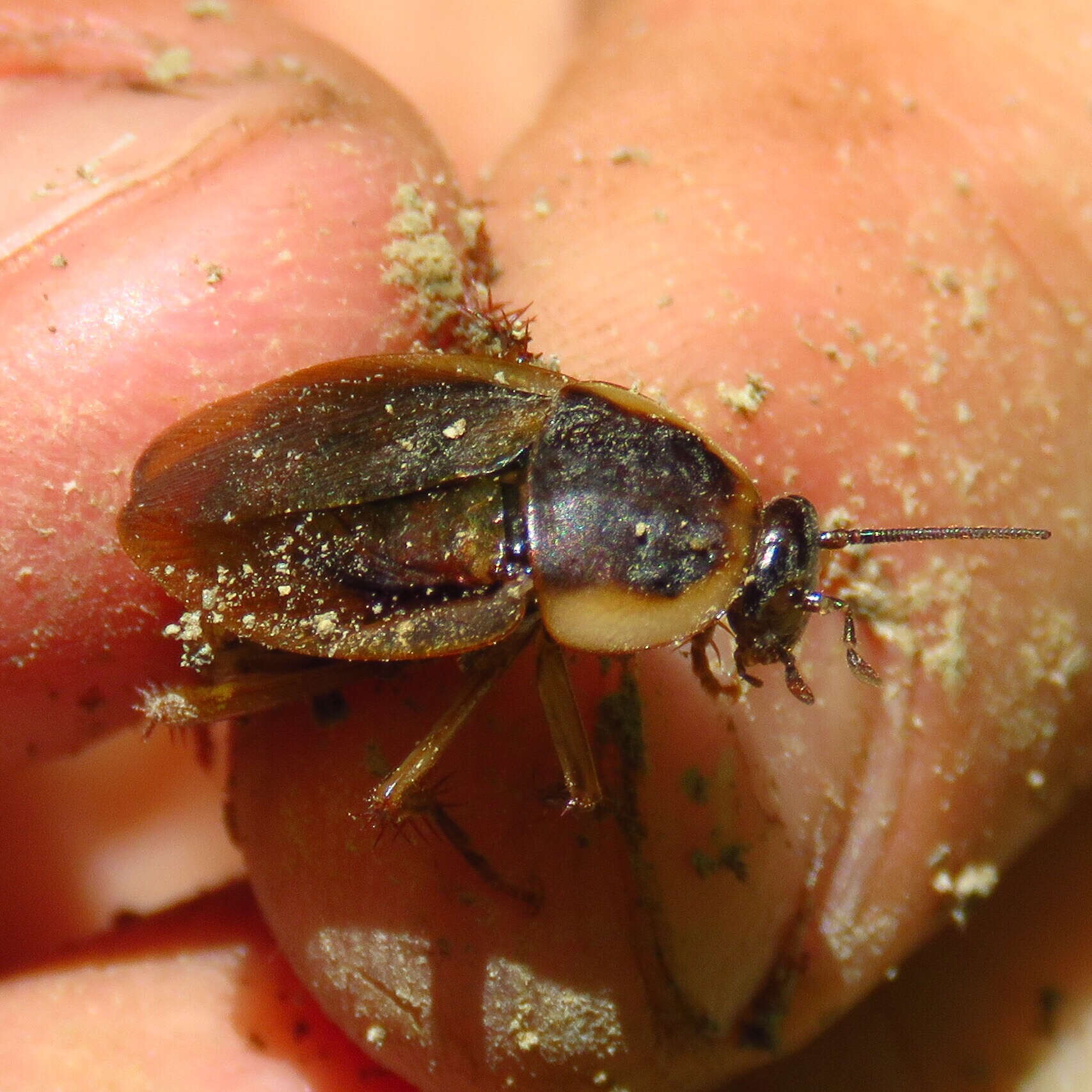 Image of Pennsylvania Wood Cockroach