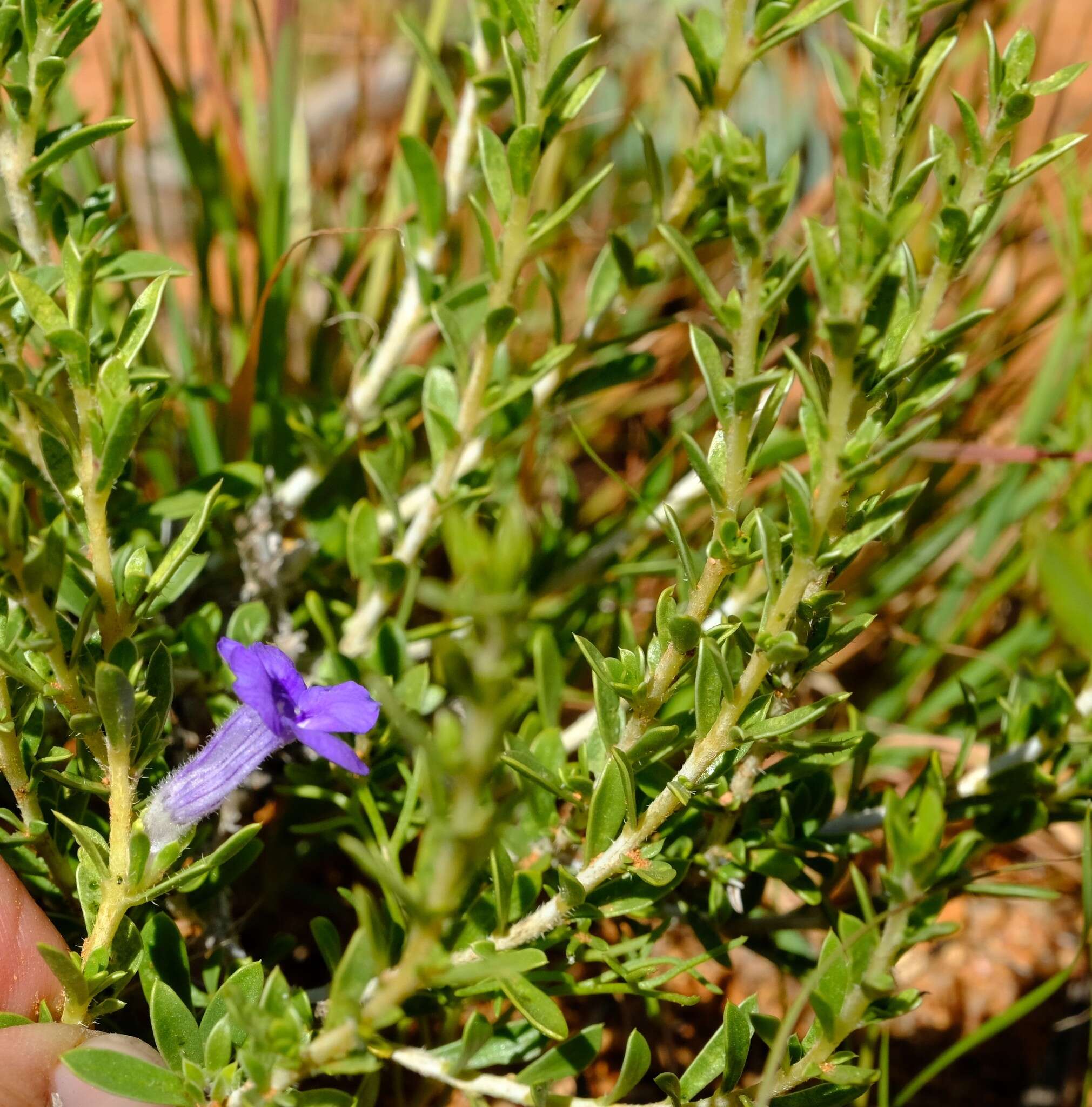 Image of Aptosimum albomarginatum Marl. & Engl.