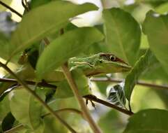 Image of Anolis equestris persparsus Schwartz And Garrido 1972