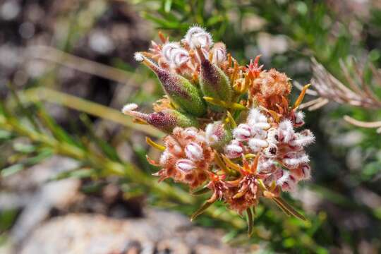 Image of Grevillea acerata Mc Gill.