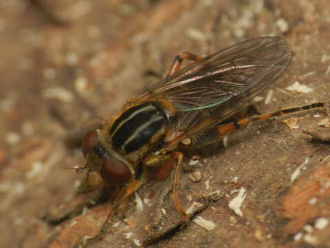 Image of <i>Anasimyia lineata</i>