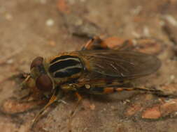 Image of <i>Anasimyia lineata</i>