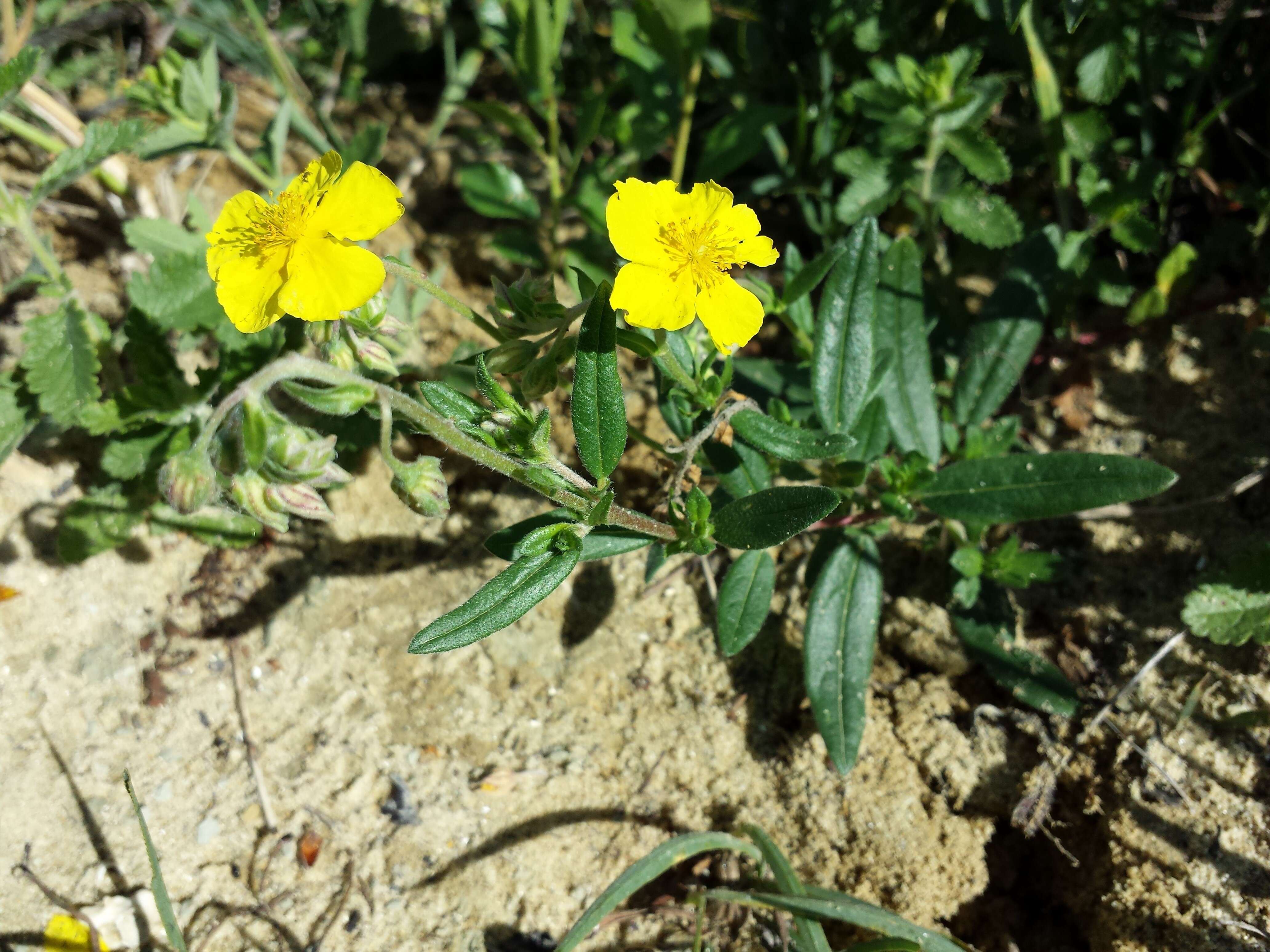 Image of Common Rock-rose