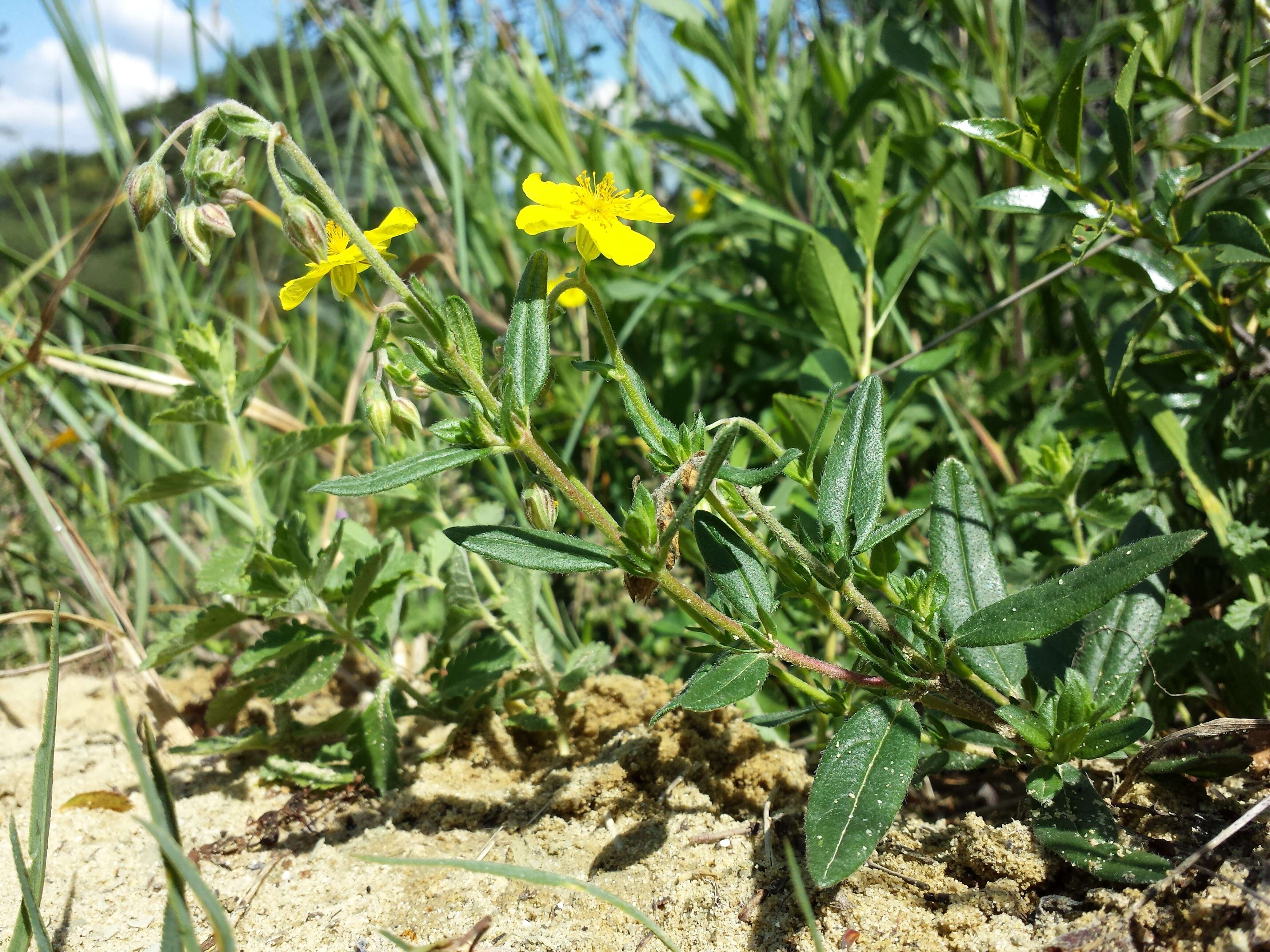 Image of Common Rock-rose