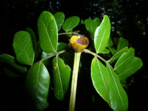 Image of Abarema adenophora (Ducke) Barneby & J. W. Grimes