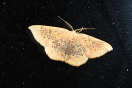 Image of Cyclophora lennigiaria Fuchs 1883