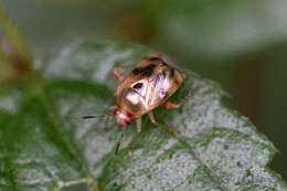 Sabactiopus sauteri (Poppius 1912)的圖片