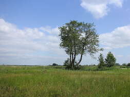 Image of Black Birch