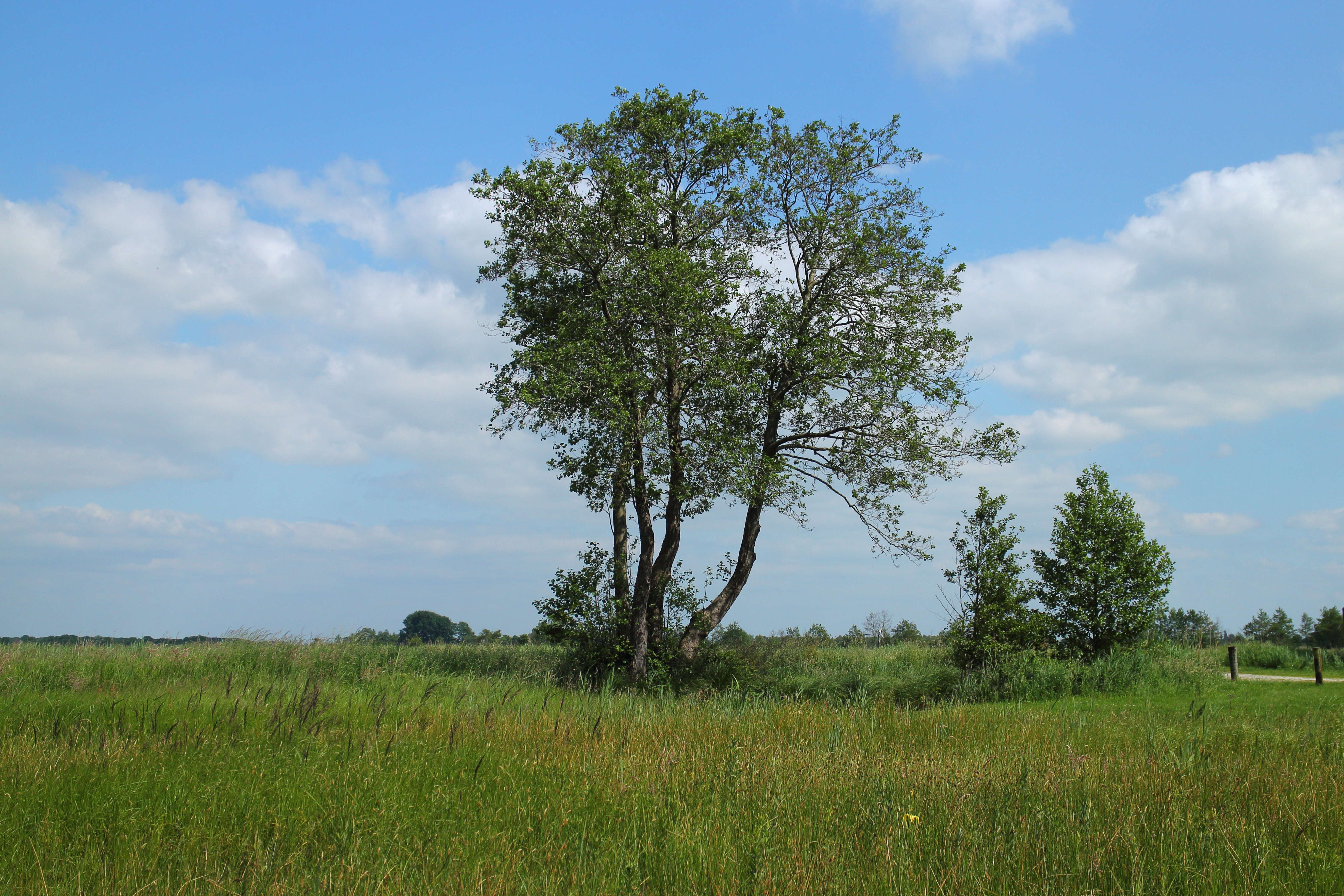 Image of Black Birch