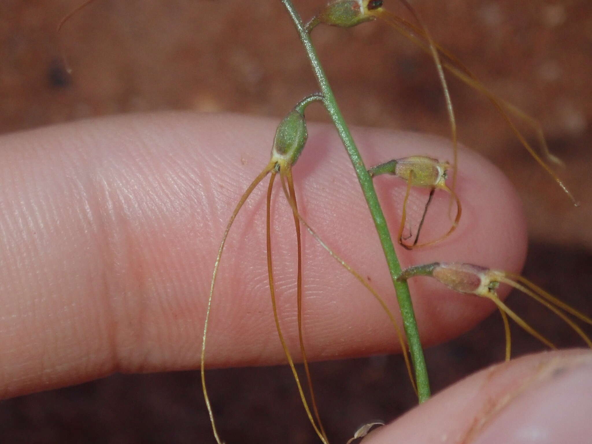 Слика од Stenopetalum filifolium Benth.