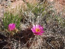 Plancia ëd Sclerocactus parviflorus Clover & Jotter