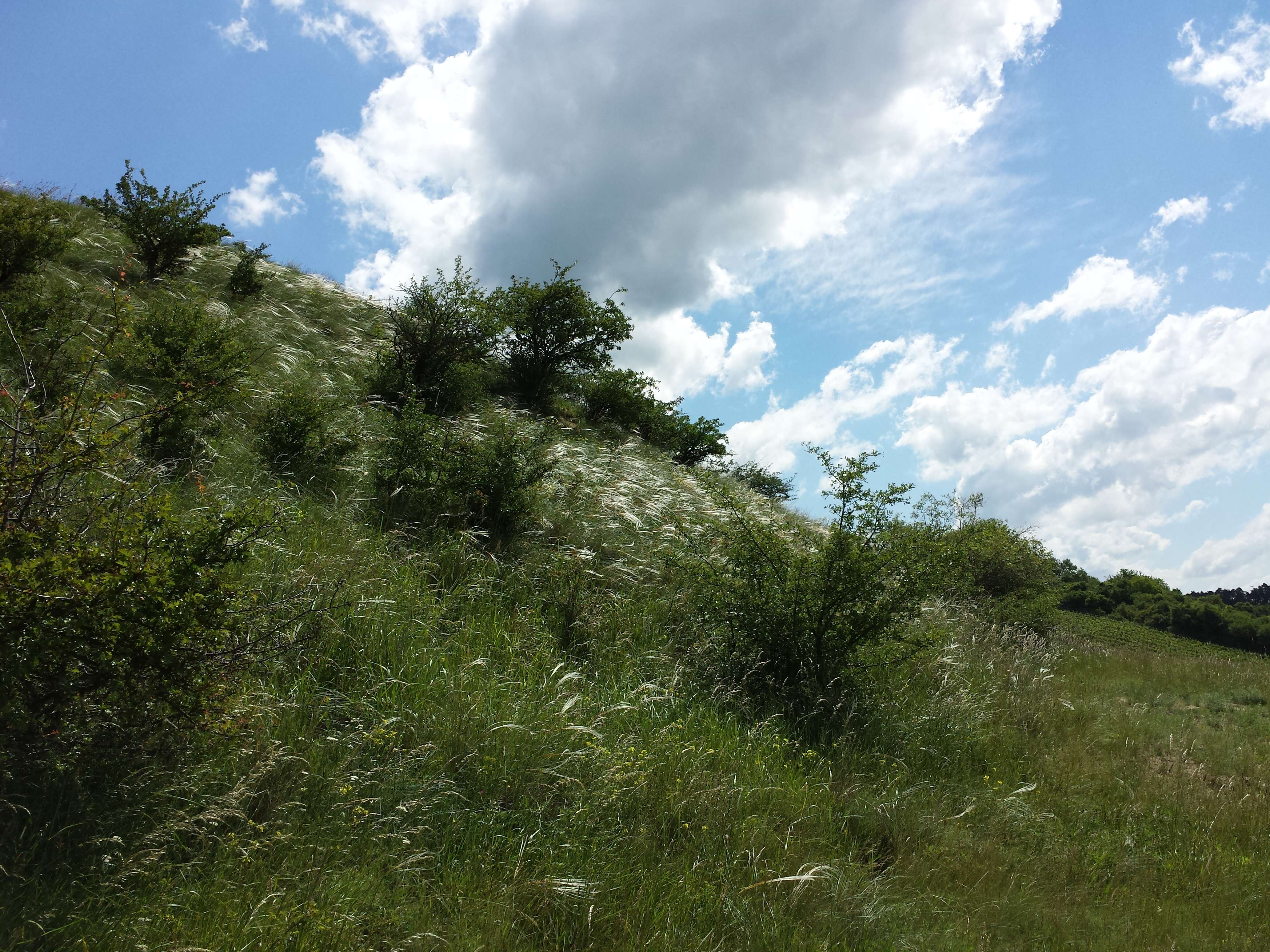 Image of European feather grass