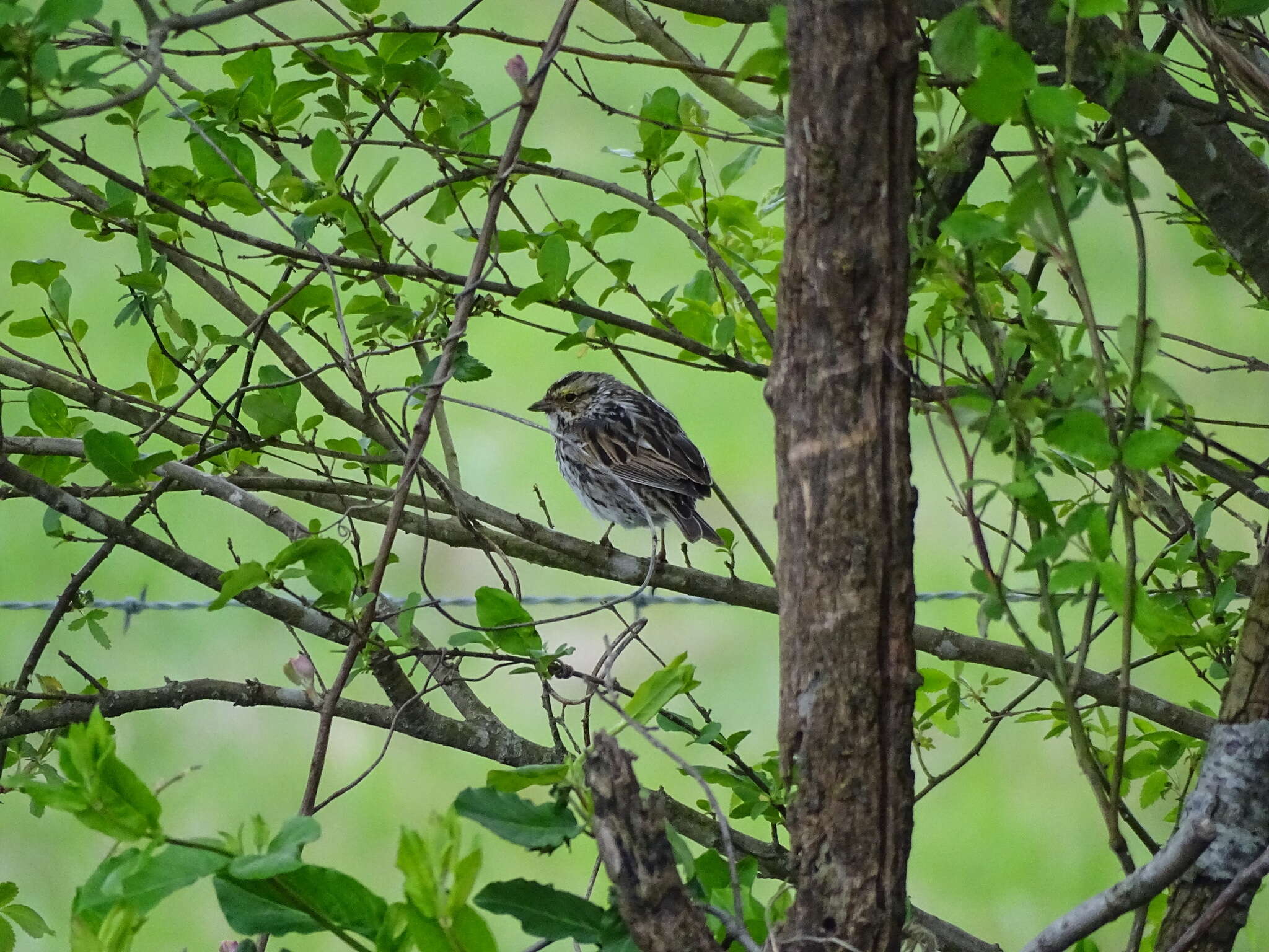 Image of Passerculus sandwichensis savanna (Wilson & A 1811)