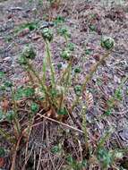 Image of spreading woodfern