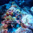 Image of Papuan scorpionfish