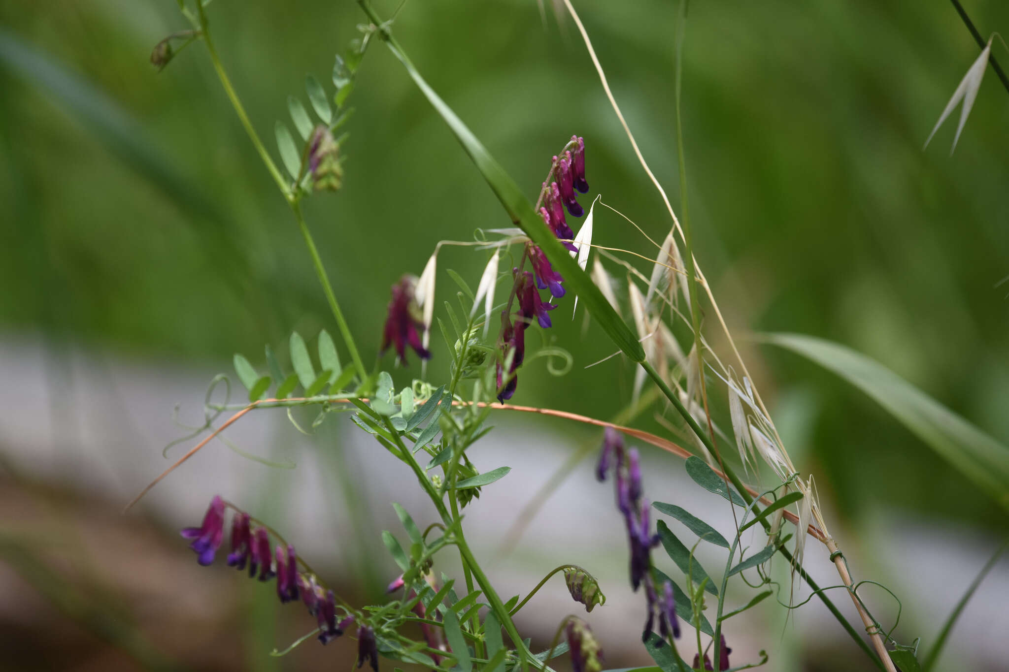 Imagem de Vicia villosa subsp. varia (Host) Corb.