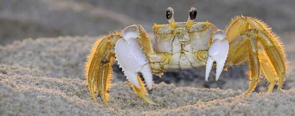 Image of fiddler crabs and ghost crabs
