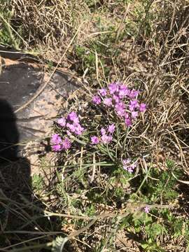 Image of plains onion