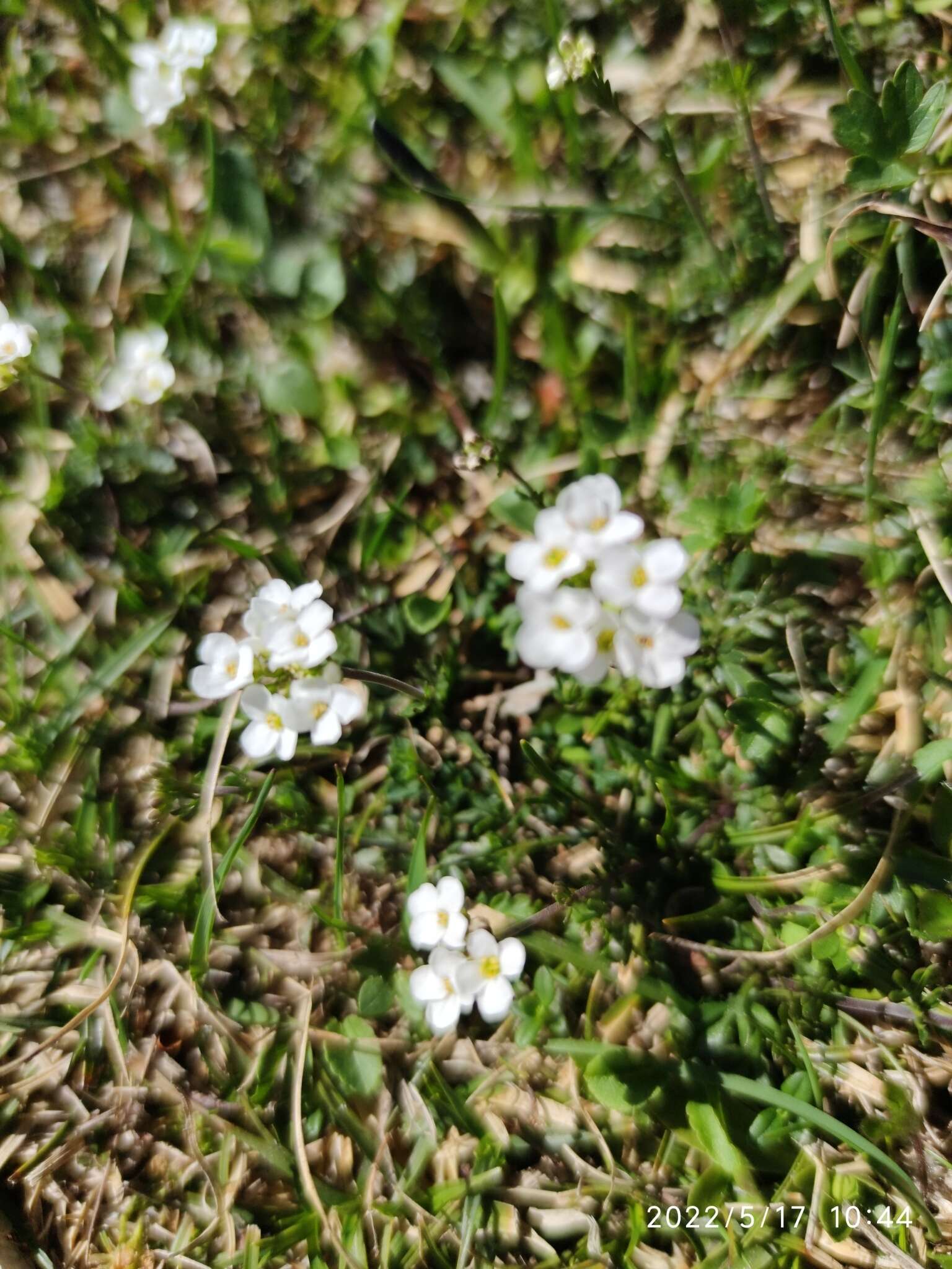 Imagem de Hornungia alpina subsp. auerswaldii (Willk.) O. Appel