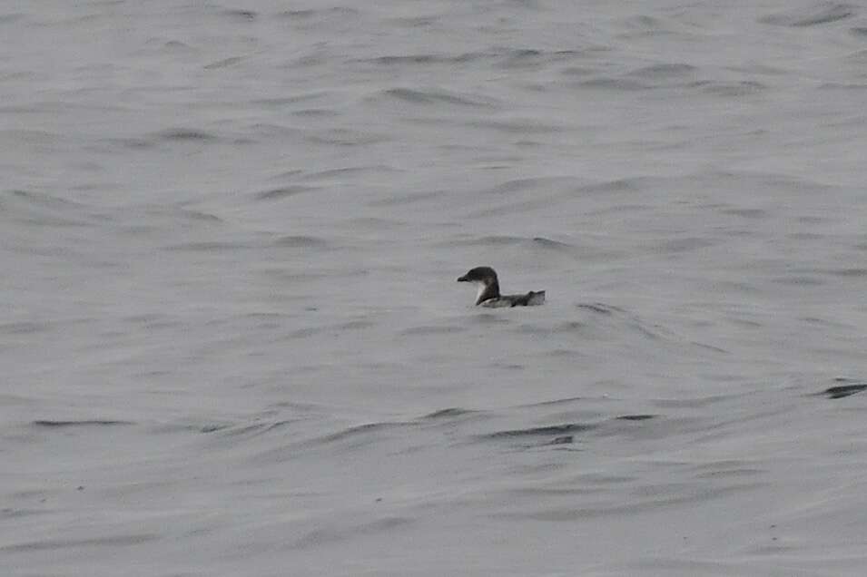 Image of Peruvian Diving Petrel