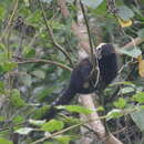 Image of Buffy Tufted-ear Marmoset