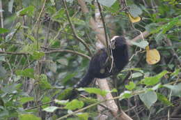 Image of Buffy Tufted-ear Marmoset