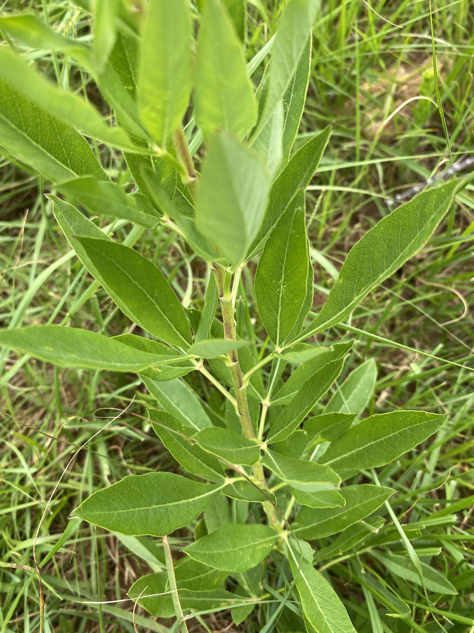 Image de Heteromorpha involucrata Conrath