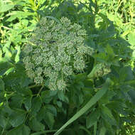 Image of seacoast angelica