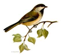 Image of chickadees and titmice