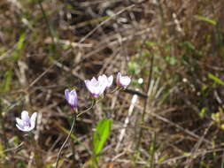 Image of Geissorhiza juncea (Link) A. Dietr.