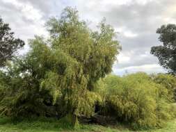 Plancia ëd Acacia rostellifera Benth.