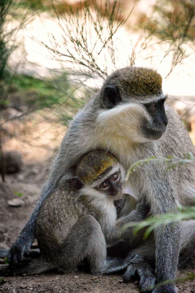 Image of vervet monkey