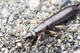 Image of Maritime earwig