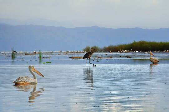 Image of Goliath Heron