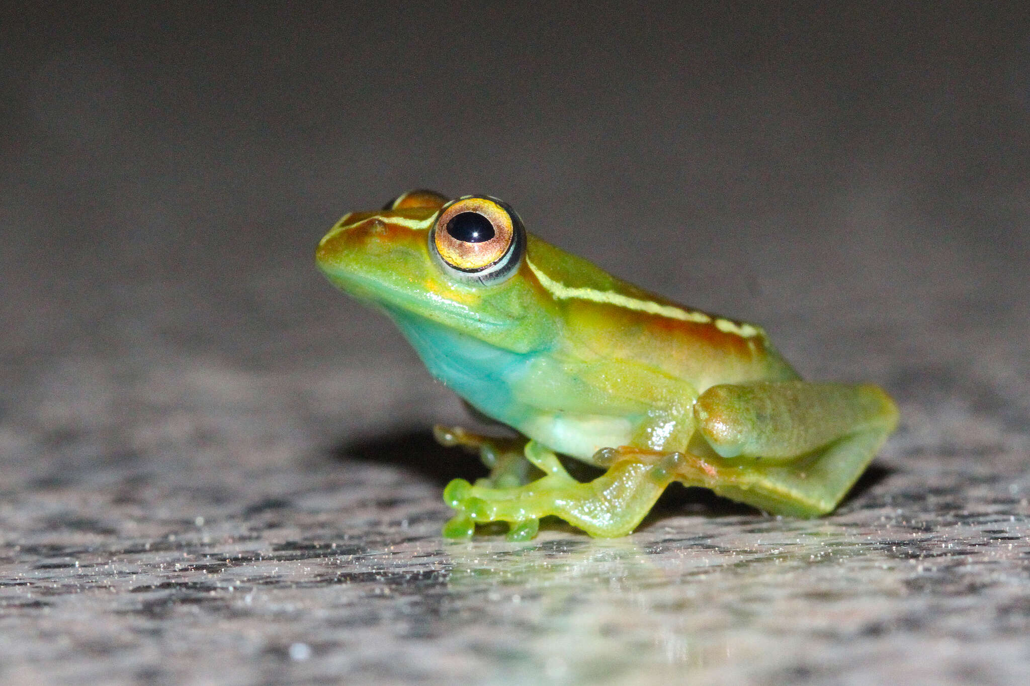 Image of Boophis lilianae Köhler, Glaw & Vences 2008