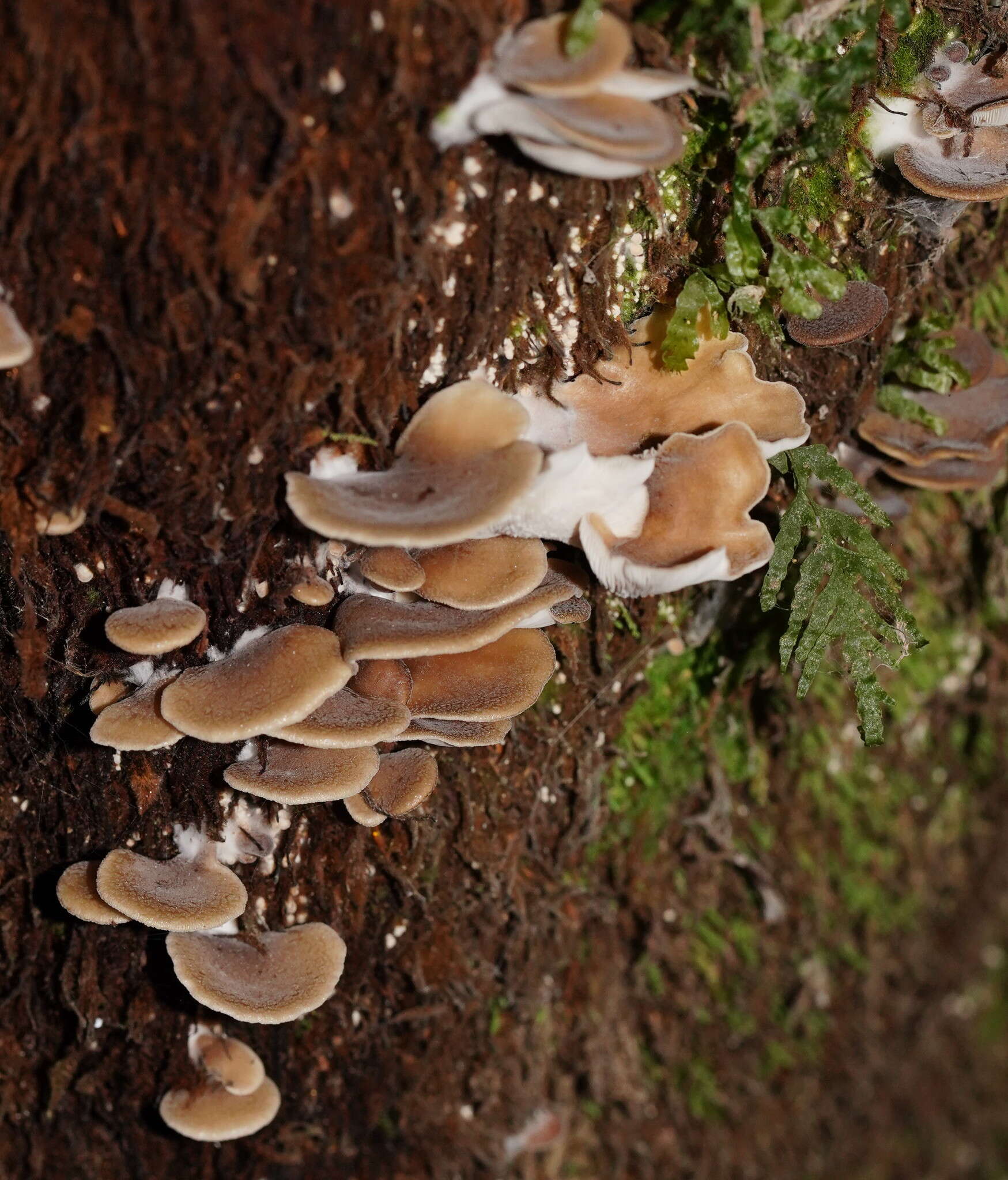 Plancia ëd Pleurotus australis Sacc. 1891