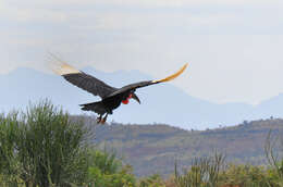 Image of Abyssinian Ground Hornbill