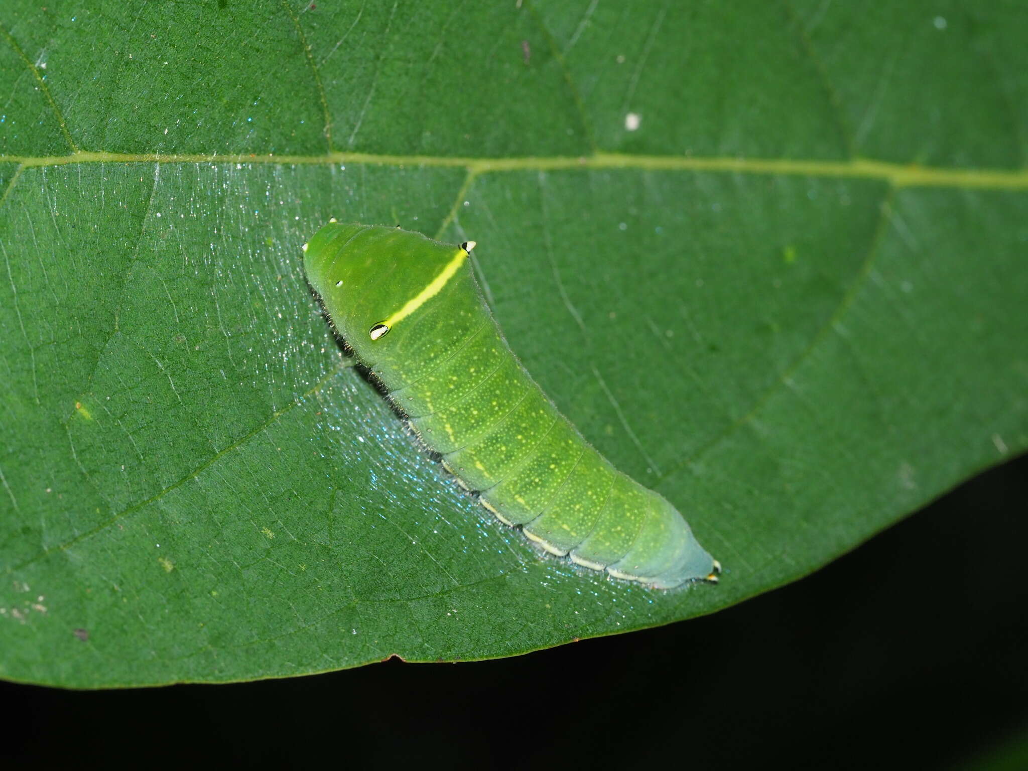 Image of <i>Graphium sarpedon connectens</i>