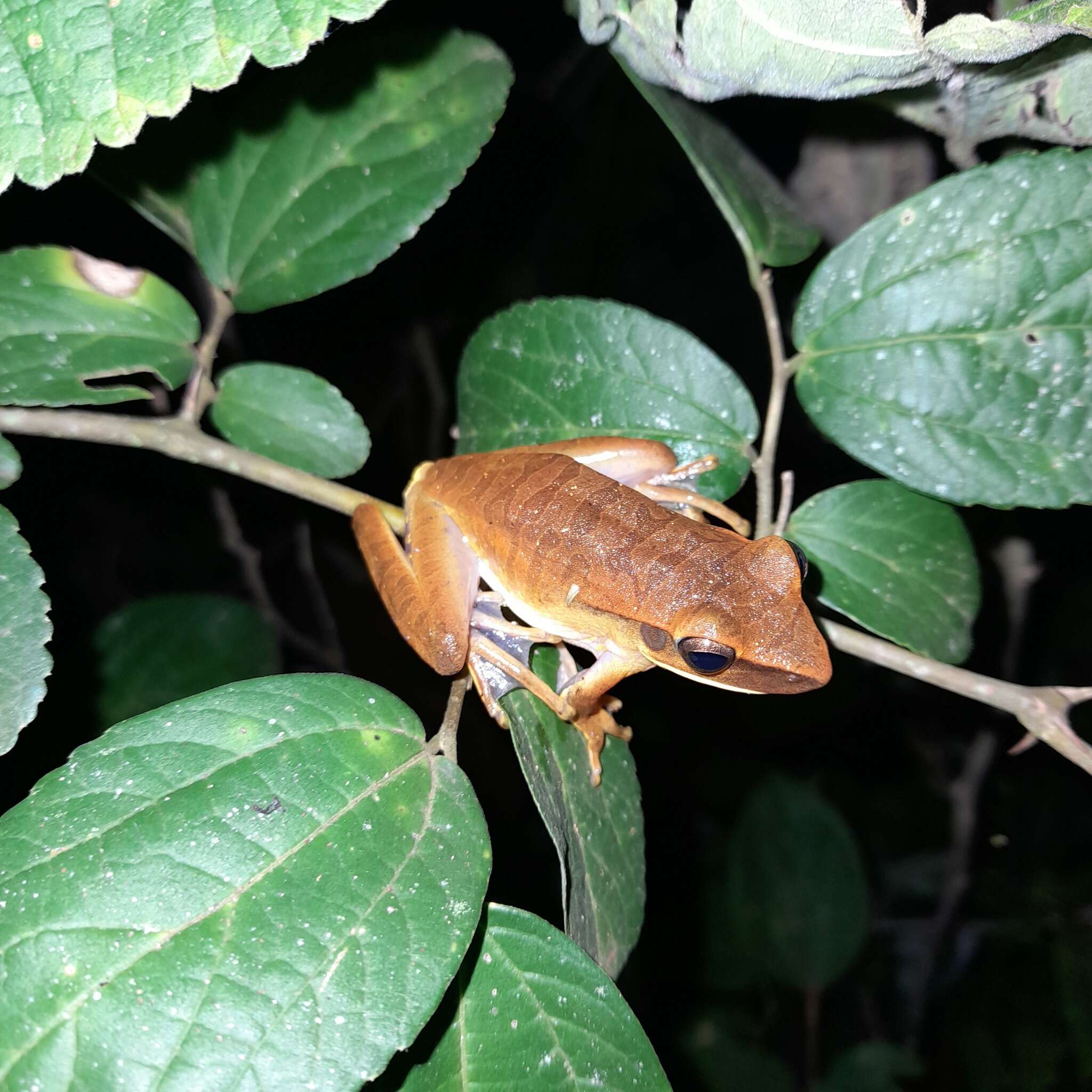 Image of Boana albopunctata (Spix 1824)