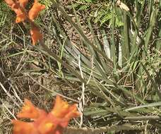 Image of Dyckia remotiflora A. Dietr.