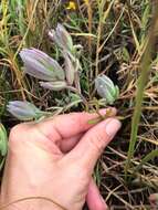 Image of Pt. Reyes bird's-beak