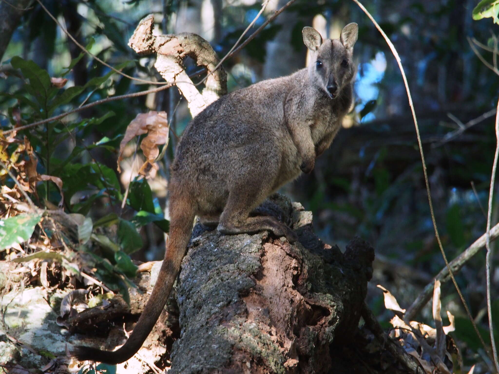 Image of Unadorned Rock Wallaby