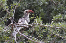 Image of Northern Red-billed Hornbill